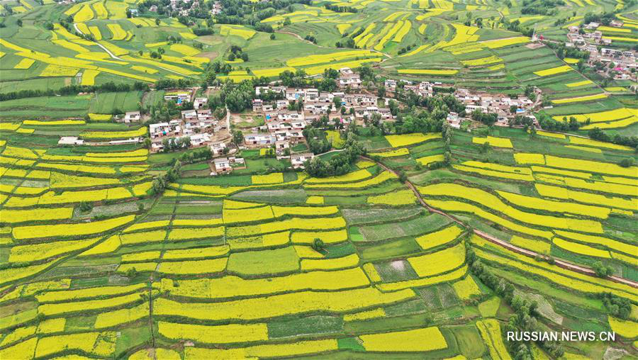 Горные деревни провинции Ганьсу в "золотой оправе" цветущих рапсовых полей 