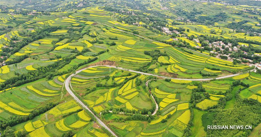 Горные деревни провинции Ганьсу в "золотой оправе" цветущих рапсовых полей 