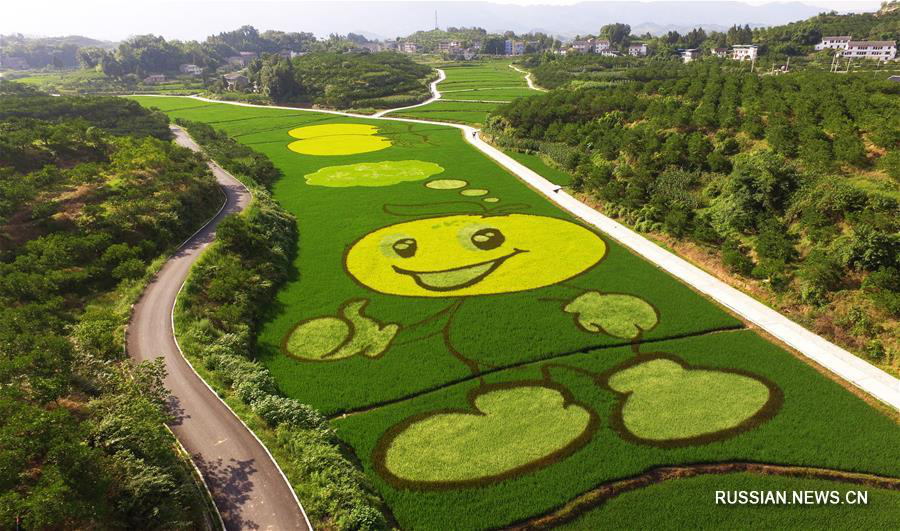 Картины на рисовых полях в Чунцине