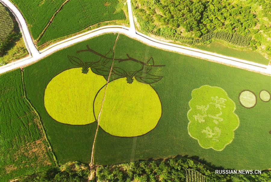 Картины на рисовых полях в Чунцине