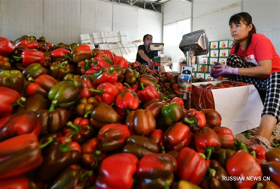 Ежегодно 15 тыс тонн высококачественной овощной продукции экспортируются из Шоугуана в различные российские города, включая Москву, Иркутск и Екатеринбург, торговый оборот превышает 100 млн юаней. 
