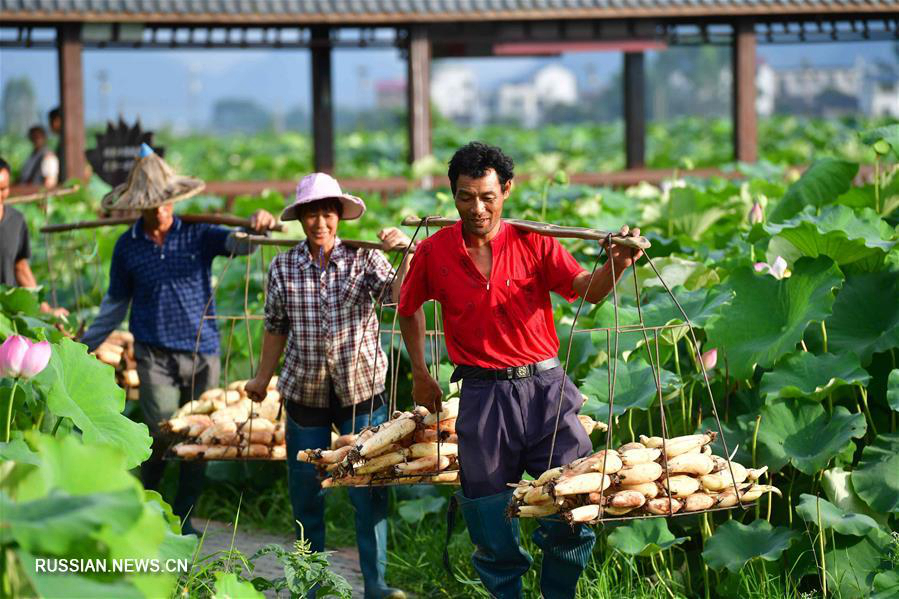 Возделывание корневищ лотоса помогает бороться с бедностью в Гуанси-Чжуанском АР 