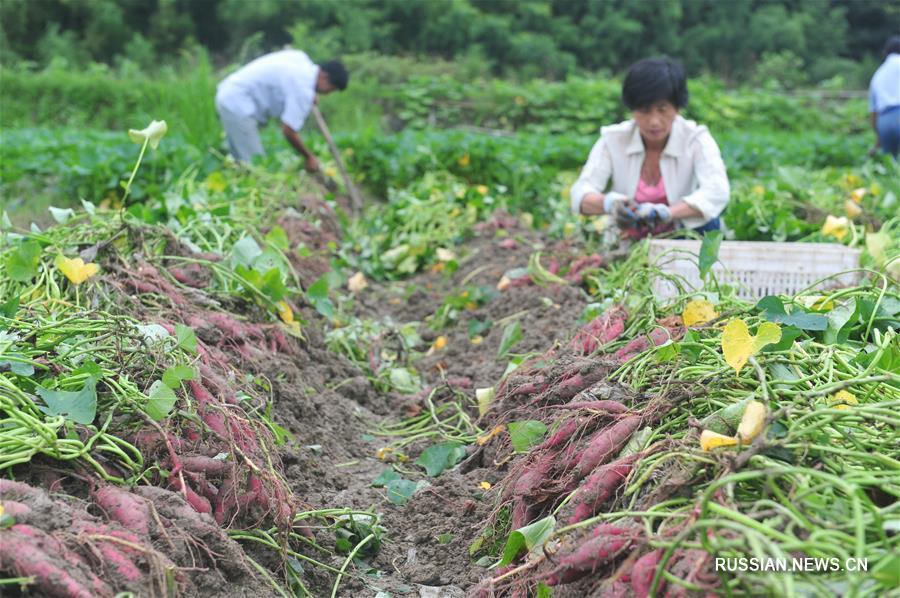 Летние заботы фермеров в Китае