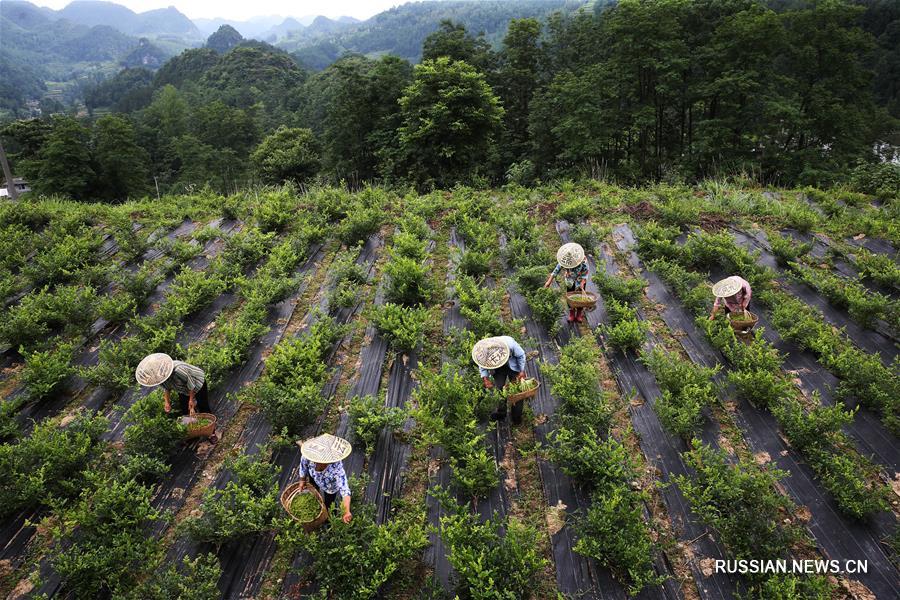 Летние заботы фермеров в Китае
