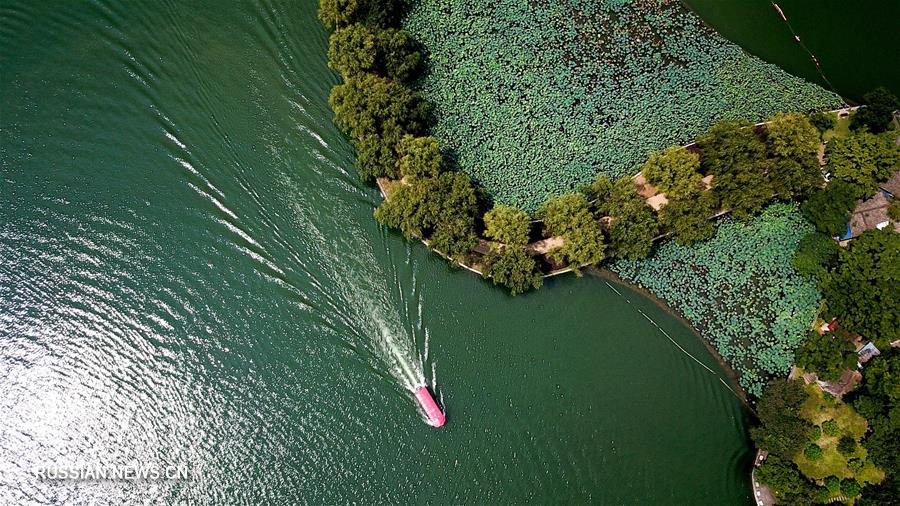 Летний день на лотосовом озере в Чанша 