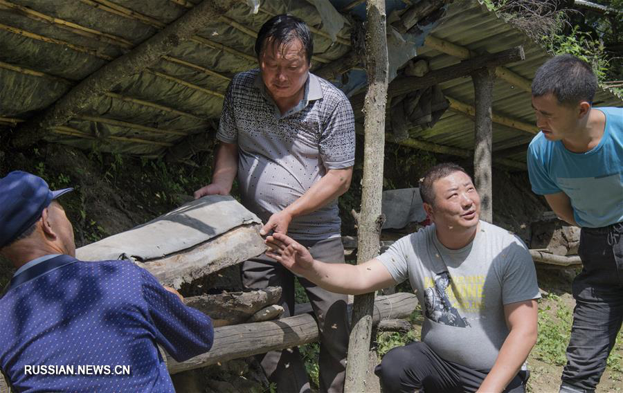 Члены пяти поколений одной семьи в течение 70 лет остаются верными делу озеленения хребта Циньлин 