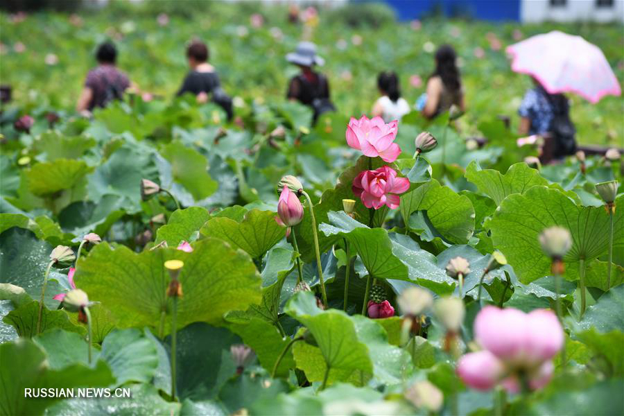 Летнее цветение лотосов в провинции Гуйчжоу 