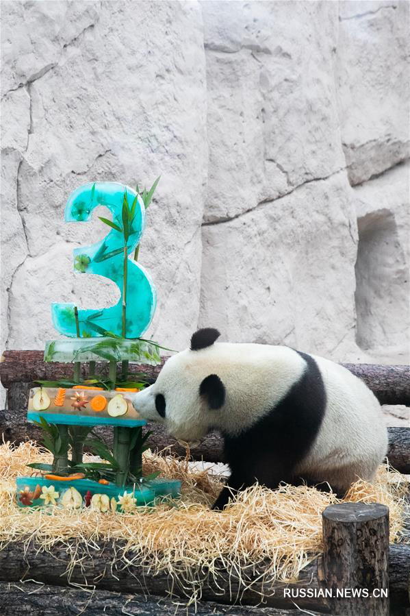 В Московском зоопарке поздравили с днем рождения панд "Жуи" и "Диндин" 