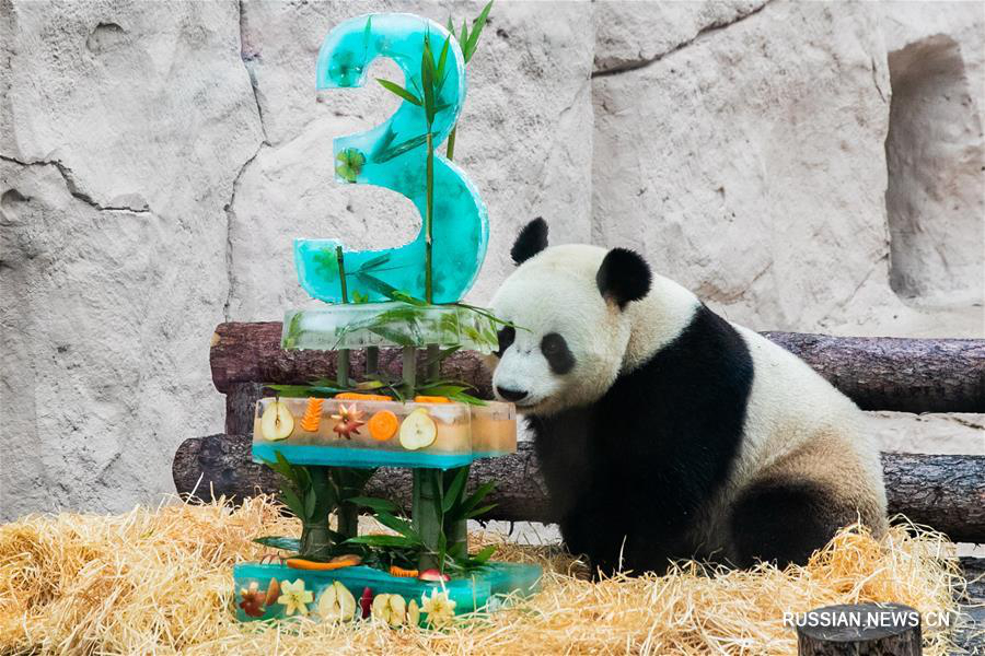 В Московском зоопарке поздравили с днем рождения панд "Жуи" и "Диндин" 