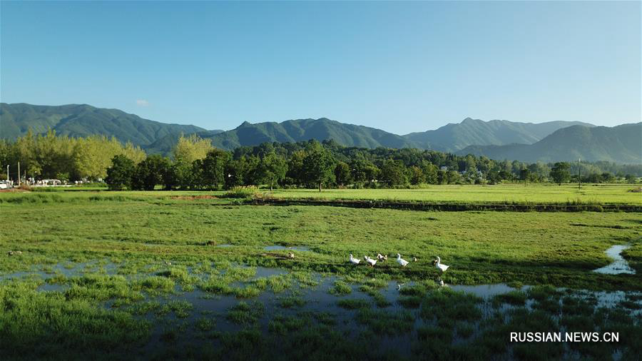 Утренние пейзажи ландшафтного парка Хунцунь 