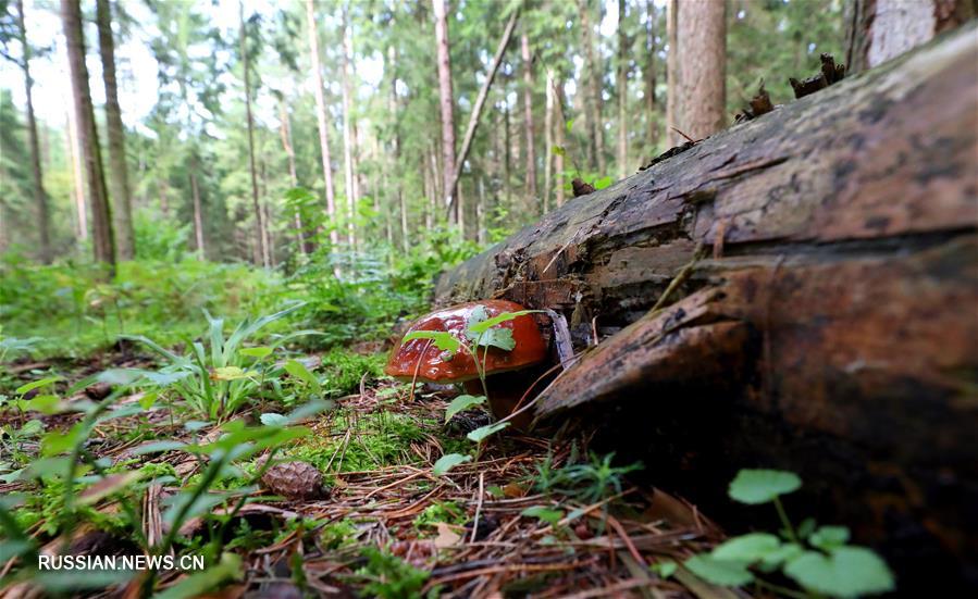 В Беларуси начался грибной сезон