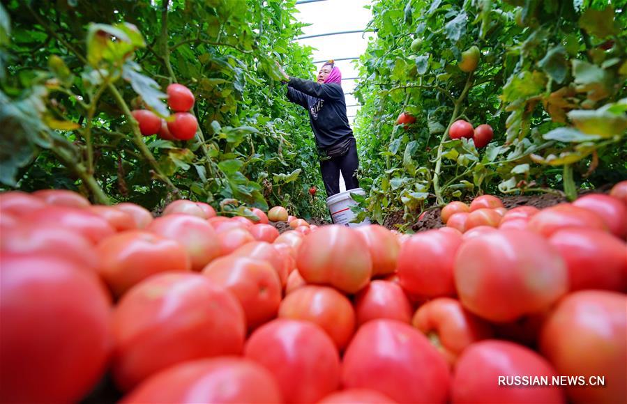 На днях в тепличных хозяйствах площадью более 6 тыс му /400 га/ в поселке Сяомачжуан городского округа Луаньчжоу /провинция Хэбэй, Северный Китай/ начался сбор урожая помидоров. 