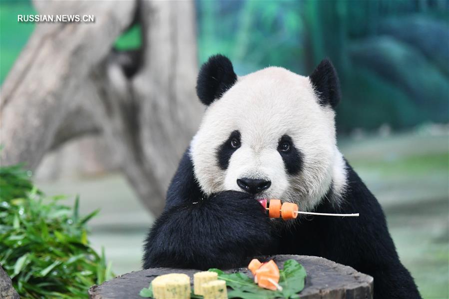 Тайбэйский зоопарк приготовил лунные пряники для больших панд по случаю Праздника середины осени