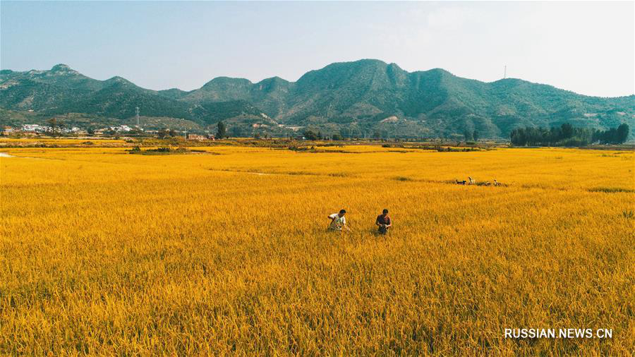 Осенние рисовые поля у гор Тайханшань 