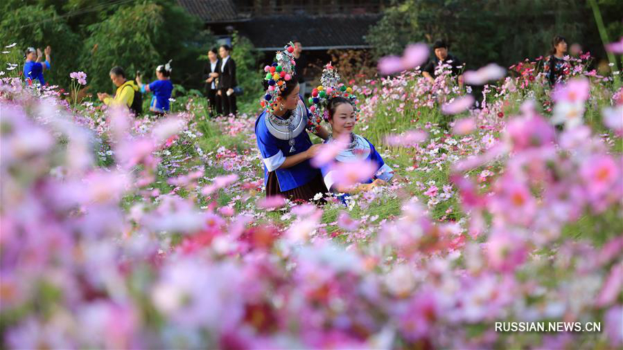 Поля цветущих космей в уезде Саньцзян 
