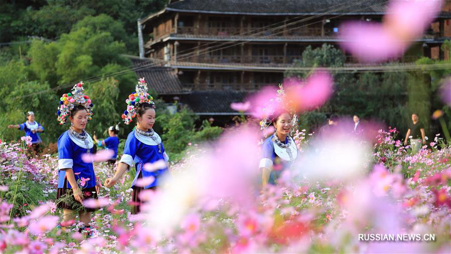 Поля цветущих космей в уезде Саньцзян 
