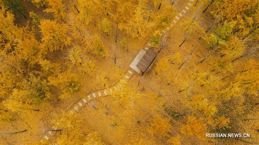 Гинкговый лес в Северном Китае 