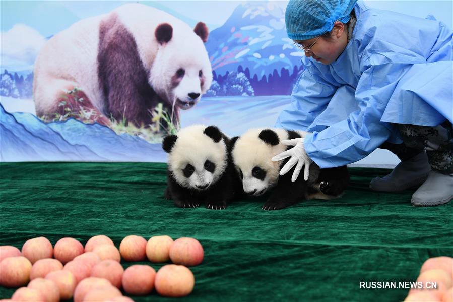 В провинции Шэньси представили трех детенышей панды, рожденных в этом году 