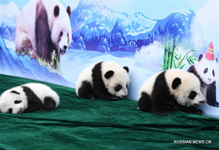 В провинции Шэньси представили трех детенышей панды, рожденных в этом году 