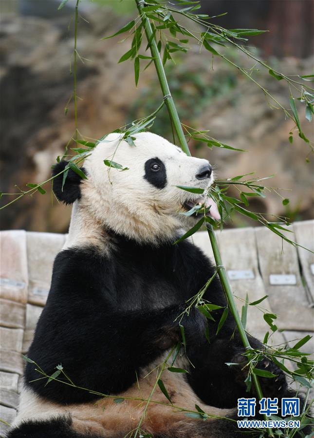 Большая панда Бэйбэй улетела из Вашингтона в Китай