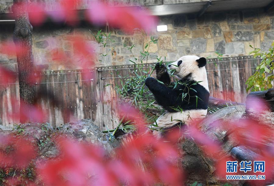 Большая панда Бэйбэй улетела из Вашингтона в Китай