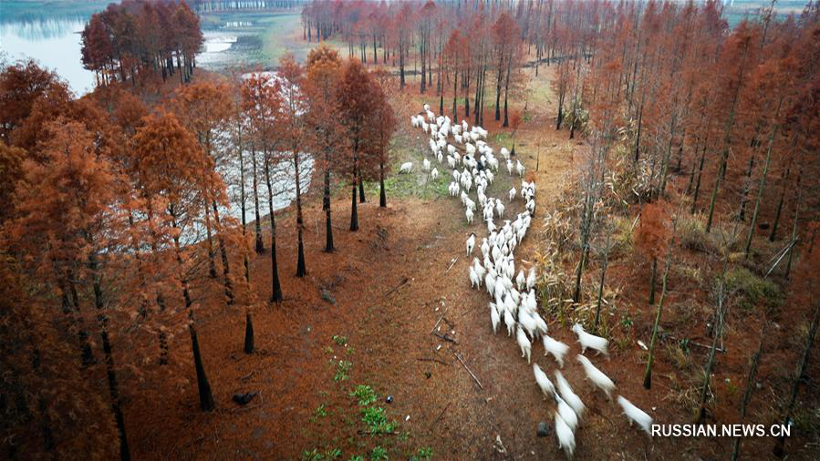 Лиственничные леса в уезде Сюйи 