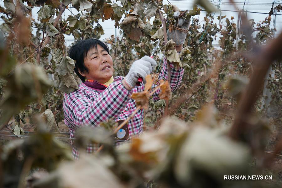 Зимние заботы виноградарей из провинции Хэбэй 