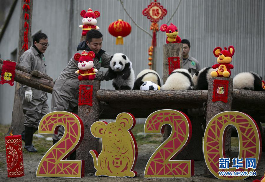 20 детенышей больших панд из юго-западного Китая поздравляют с китайским Новым годом