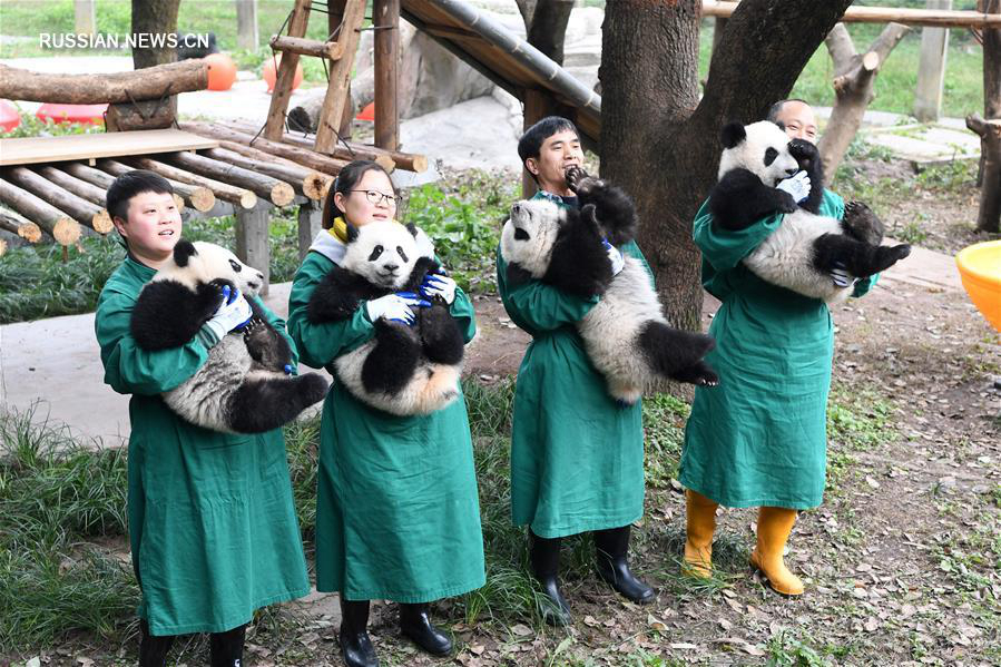 Детеныши большой панды поздравили туристов с наступающим праздником Весны 