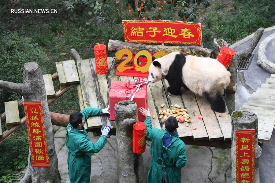 Детеныши большой панды поздравили туристов с наступающим праздником Весны 