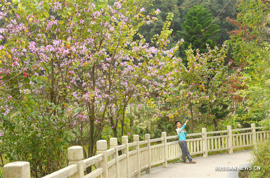 Весна на юге Гуандуна 