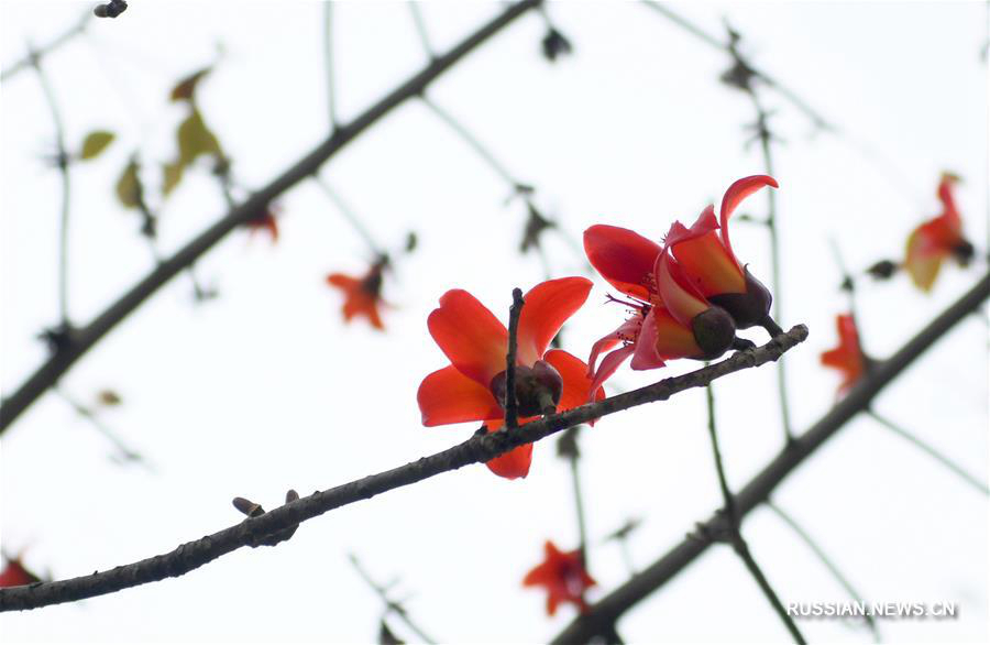 Весна на юге Гуандуна 