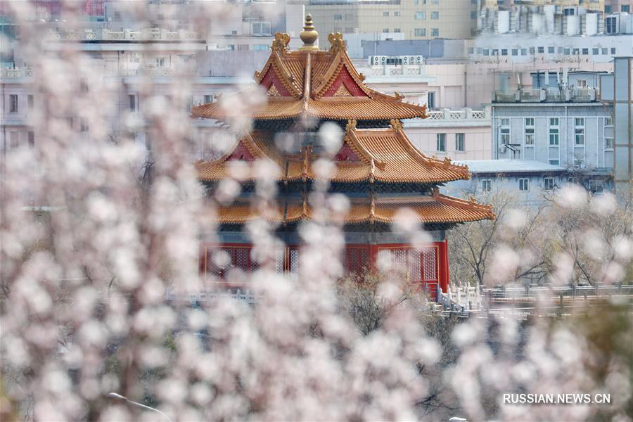 Весна в Пекине 