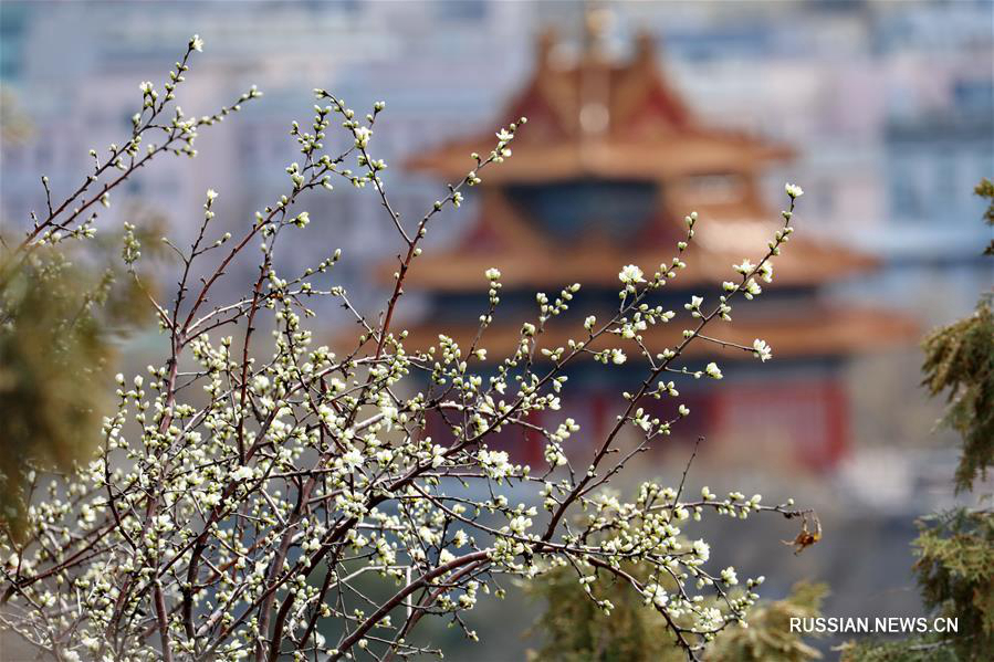 Весна в Пекине 