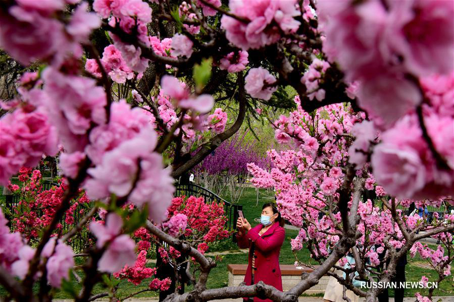 Весенние цветы в Чжэнчжоу