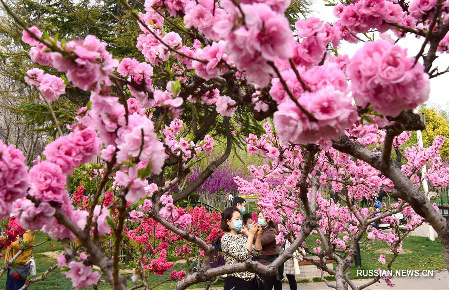 Весенние цветы в Чжэнчжоу