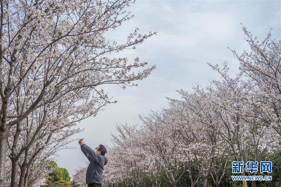 Пышное цветение сакуры в г. Ухане