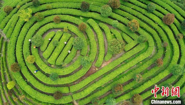 Уезд Луншэн в Гуанси: чайная индустрия увеличивает прибыль местных жителей