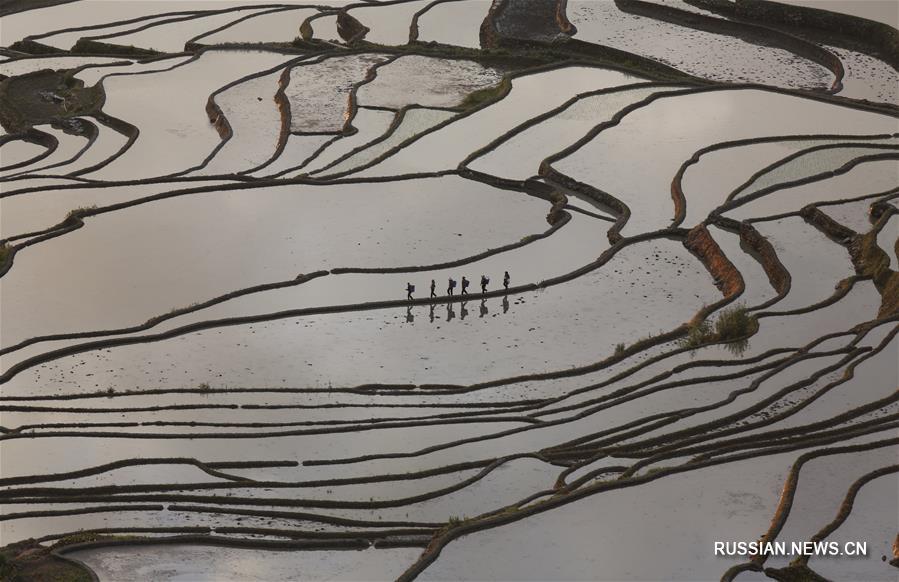 На фото -- залитые водой террасные поля в уезде Юаньян Хунхэ-Хани-Ийского автономного округа провинции Юньнань /Юго-Западный Китай/ в лучах утреннего солнца. 