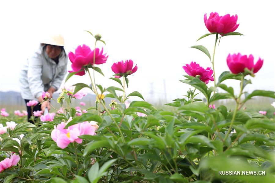 "Цветочная экономика" открыла путь к достатку крестьянам Таншаня