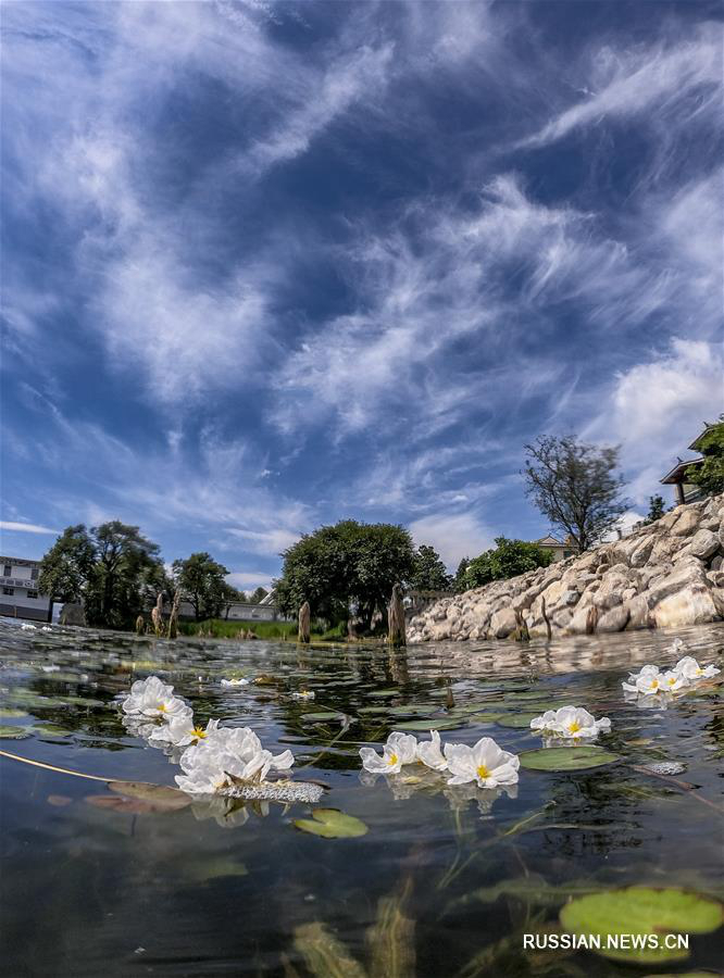 Цветение оттелии в озере Эрхай 
