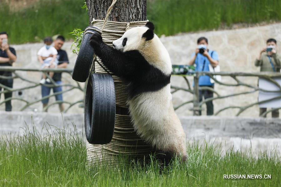 В провинции Сычуань открылся парк больших панд Цзючжайгоу