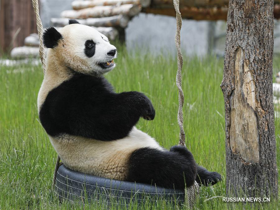 В провинции Сычуань открылся парк больших панд Цзючжайгоу