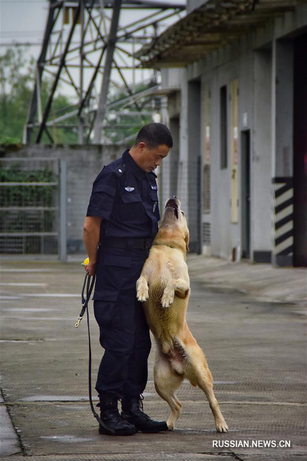Полицейский пес Додо и его боевой товарищ 