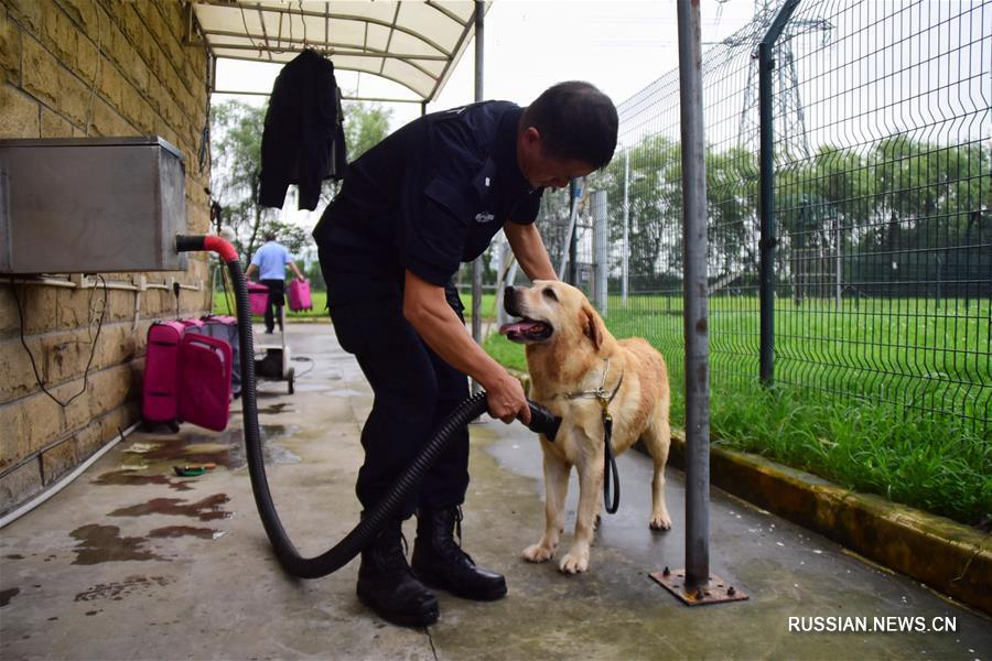 Полицейский пес Додо и его боевой товарищ 