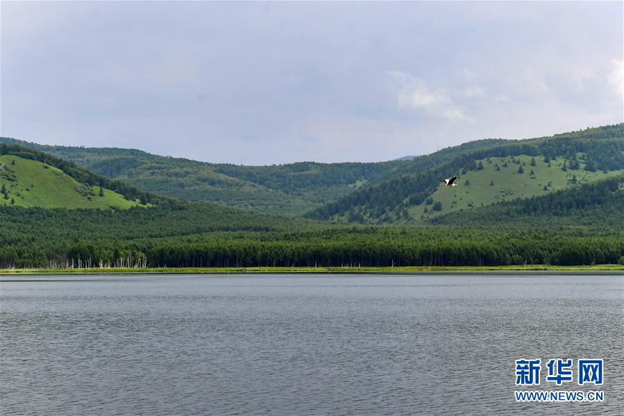Летние пейзажи государственного лесопарка Аршань во Внутренней Монголии