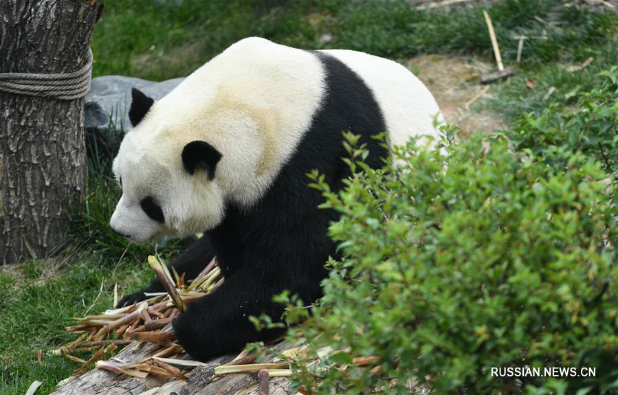 Беззаботная жизнь больших панд на Цинхай-Тибетском нагорье 