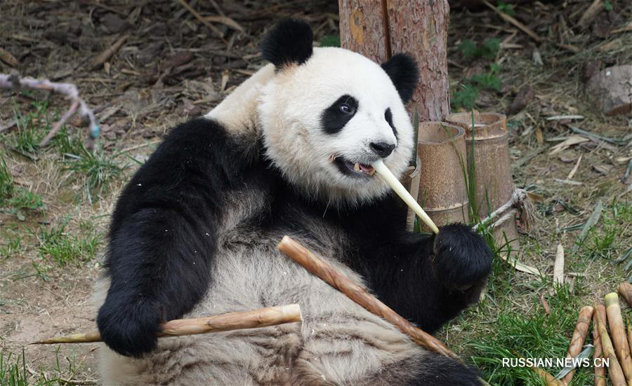 Беззаботная жизнь больших панд на Цинхай-Тибетском нагорье 