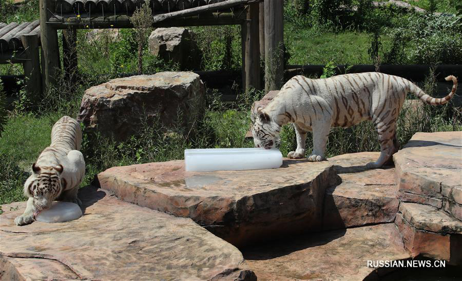 Обитатели зоопарка в Наньтуне со вкусом спасаются от жары 