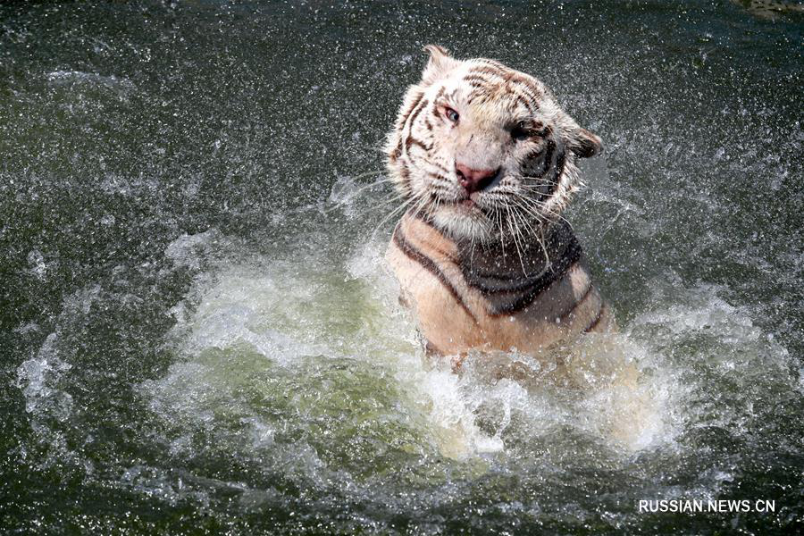 Обитатели зоопарка в Наньтуне со вкусом спасаются от жары 